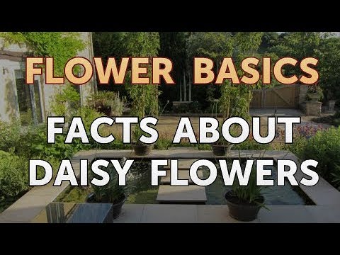 How to Get More Canna Lily Blooms