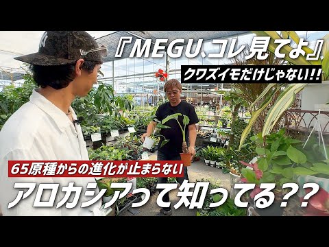 園芸 歯のあるリギュラリア、ゴールデン リギュラリア、歯のあるリギュラリア、サマー ラグワート