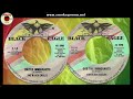 UNITED IMMIGRANTS + DUB  ♦Denroy Morgan & The Black Eagles♦