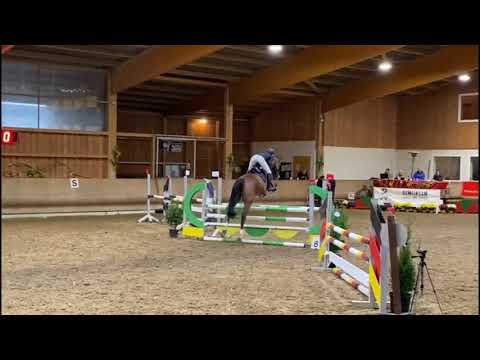 2015 Holsteiner gelding by Quiran www.sporthorses-online.com
