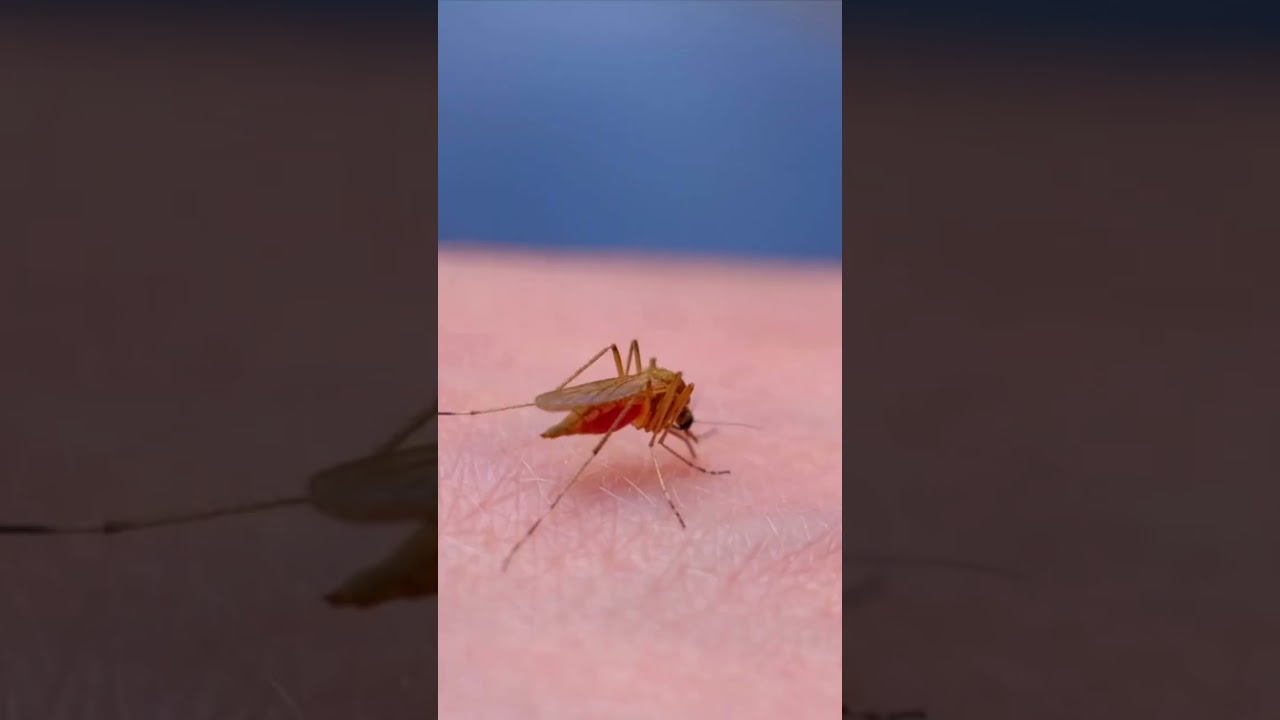 MATÉRIA SOBRE DENGUE - PARTICIPAÇAO TV