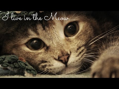 Cute Cats And Kittens Videos Compilation | With calming music | Relaxing Life