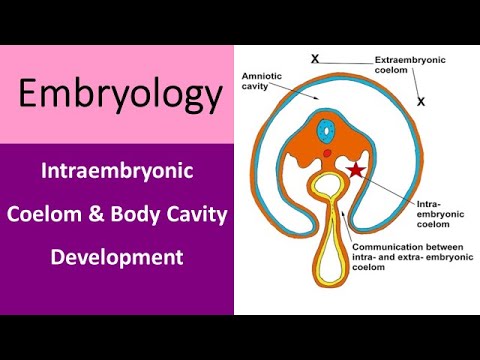 Intraembryonic Coelom and Body Cavity Development