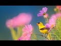 Peaceful Instrumental Music, Relaxing Nature music 'Song Birds of Morning