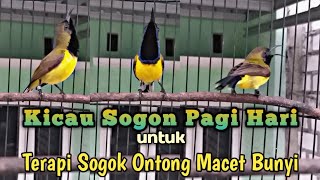 Download lagu KICAU SOGON PAGI HARI SANGAT COCOK UNTUK PANCINGAN SOGOK ONTONG BAHAN DAN SOGON MACET BUNYI mp3 Download lagu KICAU SOGON PAGI HARI SANGAT COCOK UNTUK PANCINGAN SOGOK ONTONG BAHAN DAN SOGON MACET BUNYI mp3
