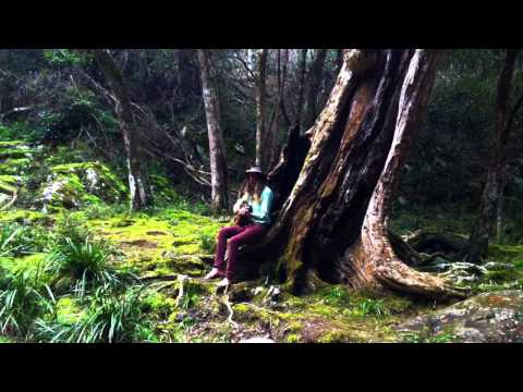 Karl S. Williams - Canary In A Coal Mine (live)