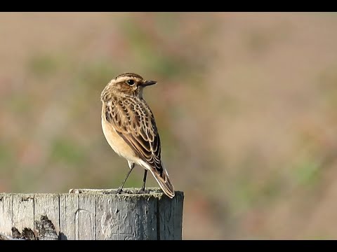 Bramborníček hnědý, Whinchat, Braunkehlchen, Paapje, Луговой чекан, Pokląskwa