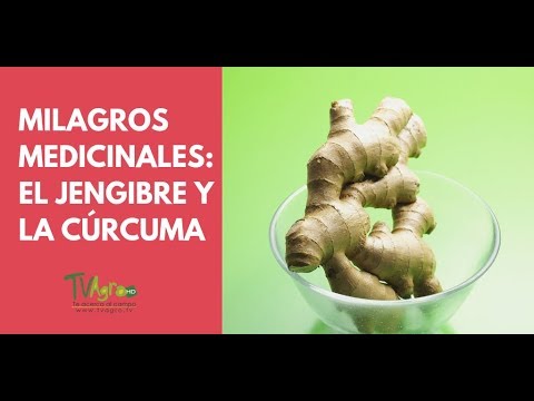 Historia - Milagros medicinales: El Jengibre y la Cúrcuma - TvAgro por Juan Gonzalo Angel