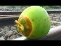 Coconut Vs Train