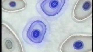 AMEX Blue amoebas (commercial 2001)
