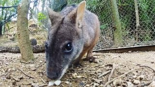preview picture of video 'NEO PARK OKINAWA Wallaby,Japan ネオパーク沖縄 目つきが鋭い有袋類:旅'