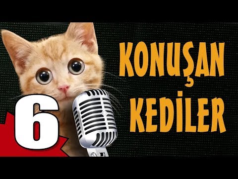 Konuşan Kediler 6 - En Komik Kedi Videoları