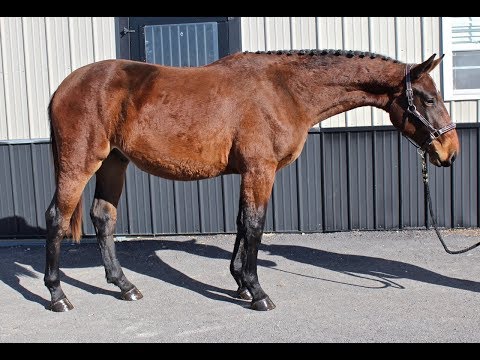 SOLD! Legendaire H- 2016 (Diamant de Semilly x Contender x Quidam de Revel)