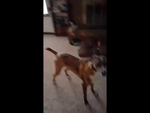 McKayla in her OrthoPets Stifle Orthoses