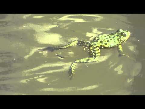 IAZUL MANASTIRII MAXINENI