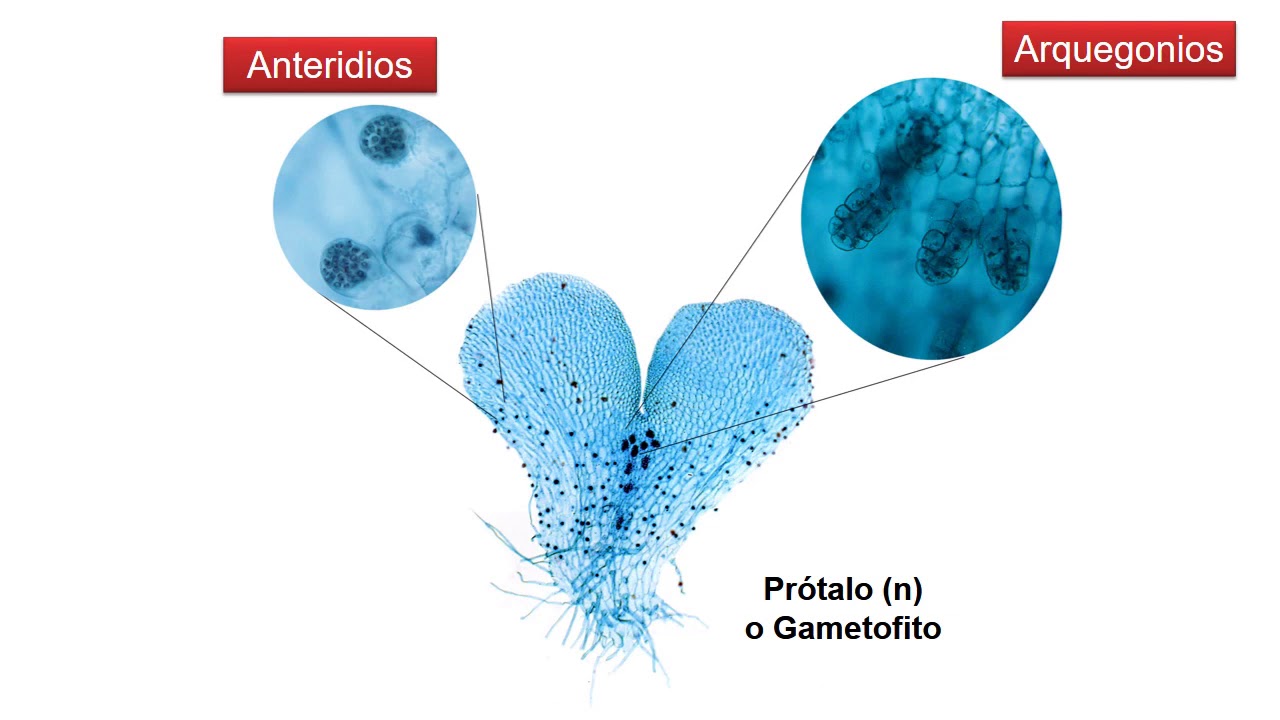 BOTÁNICA. Unidad 21. Ciclo de vida de los Helechos (Pteridophyta)