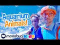 Aquarium Of The Pacific Blippi X Meekah Educational Kids Videos Learn About Sea Creatures