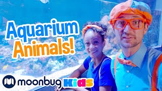 Aquarium of The Pacific | Blippi x Meekah | Educational Kids Videos - Learn About Sea Creatures