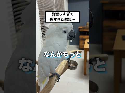 ママと遊んでいたオウムに悲劇が…と思いきや😂 #shorts