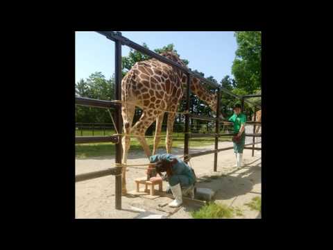 「Hoof care」_Giraffe Training（HD)