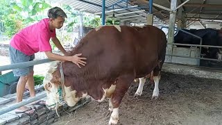 Download lagu JUMBO AND RARE COW from WEST BLITAR❤️🔥❤️🔥 mp3 Download lagu JUMBO AND RARE COW from WEST BLITAR❤️🔥❤️🔥 mp3