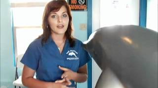 Spring Break South Padre Inertia Tours Side Trip - Dolphin Watch