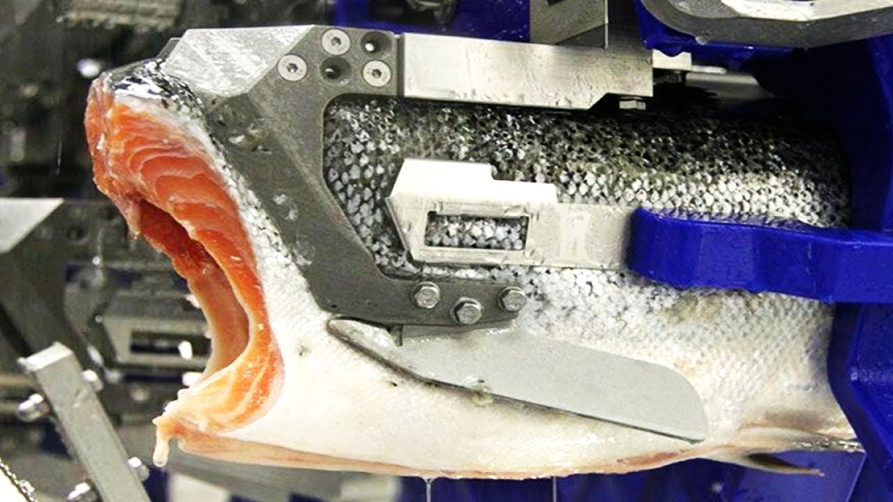 Watch COMO se HACE el SALMON AHUMADO | Producción en MASA de FILETES de SALMÓN en las FÁBRICAS Now COMO se HACE el SALMON AHUMADO | Producción en MASA de FILETES de SALMÓN en las FÁBRICAS