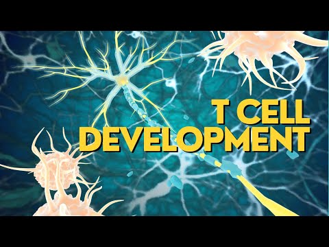 T Cell development | T Cell maturation in the Thymus | Immunology