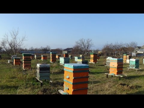 Обзор пасеки в Новом Году 1.01.2018 пчела