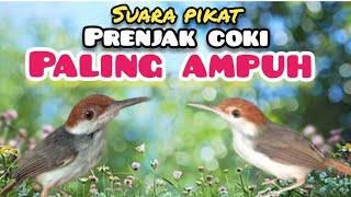 Download lagu Suara pikat burung prenjak coki||suara pikat Prenjak coki ribut mp3