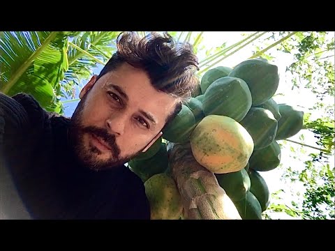 , title : 'Küçük Bir Başarı Hikayesi - Türkiye’de Papaya Yetiştiriciliği - Tropikal Meyve Papaya Nedir?'