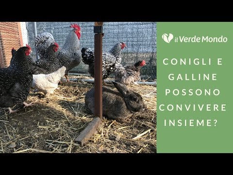 Parassiti di unameba di una fotografia Gidrokolonoskopiya da vermi