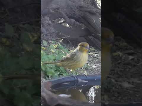 Birdday 062 Lora Jilguero 1806 2025