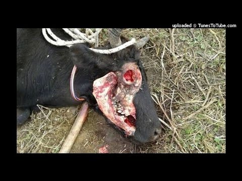 Dardo Arreguez - Encontraron una vaca mutilada en Caminiaga ¿Chupacabras?