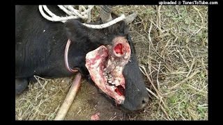 Dardo Arreguez - Encontraron una vaca mutilada en Caminiaga ¿Chupacabras?