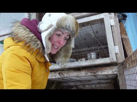 How we dealt with frozen water in rabbits and goats | wet feed for chickens in winter | workshop
