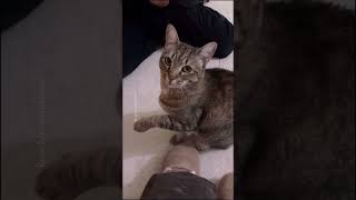 funnycats🤣🤣🤣#funnycat #cutecat #viral video1