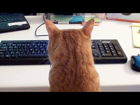 What It's Like To Work With A Feline