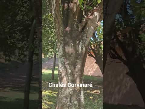Chalés Corvinaré, Rio Jacaré Pepira, Itaju São Paulo, fone 16 997198157#foryou #viral #trending