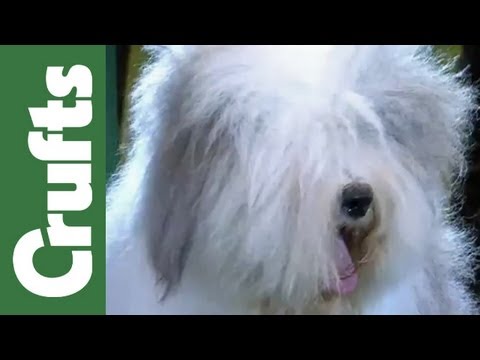 Höhepunkte der Gruppenbewertung - Pastoral-Gewinner - Crufts 2012