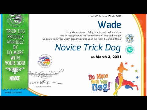 Novice Trick Dog Title