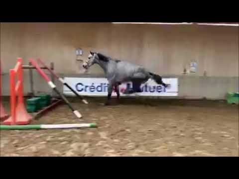 Cheval à vendre - HONGRE DE 5 ANS PAR DOMINATOR 2000 Z - equirodi.com