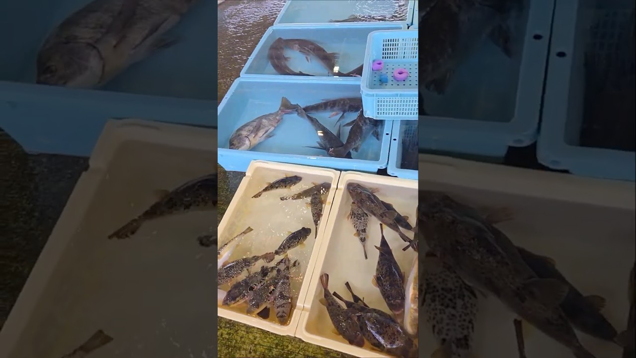 今日はちょっと少なめでした...涙 2026年3月26日の片名市場の様子 #へんな魚おじさん #片名市場