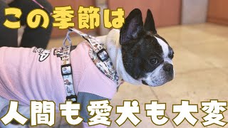 愛犬が花粉症かも😨