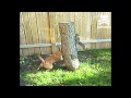 Dog and squirrel merry-go-round 