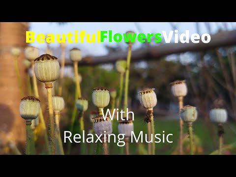 Beautiful flowers can Change Your Mind #Relaxing Music for Better Mood || Sudipta Handshots