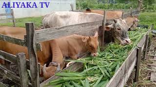 Download lagu Sapi makan rumput gajah lahap sekali mp3