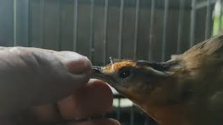 Download lagu how to distinguish between male and female black-capped chickadees mp3