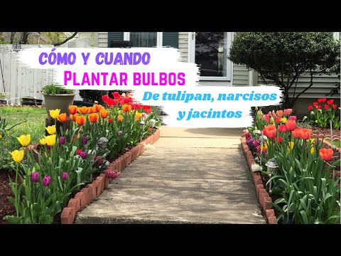 , title : 'CÓMO y CUANDO plantar bulbos de TULIPAN | NARCISOS al suelo directo y en MACETA 🌷'