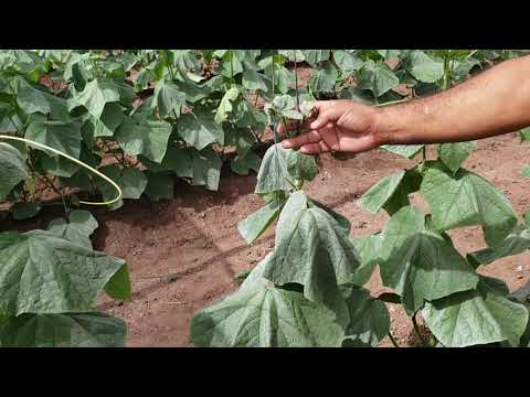 , title : 'ALTAS TEMPERATURAS EN PEPINO ,BLOQUEADOR SOLAR #caolin  #pepino 2021'